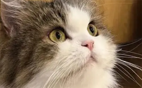 猫能带上高铁或者火车吗