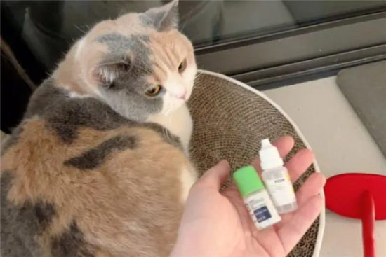 猫能用人的眼药水吗