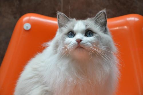 猫脂漏性皮炎症状是什么 该用什么药
