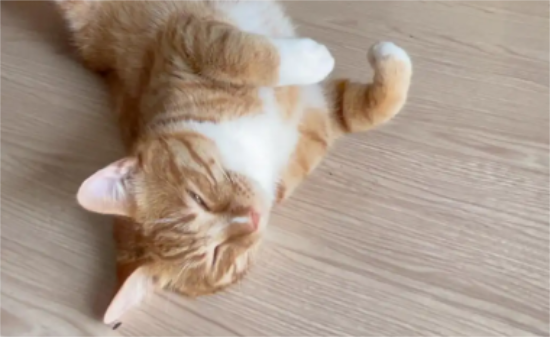 猫脚一直抖怎么回事