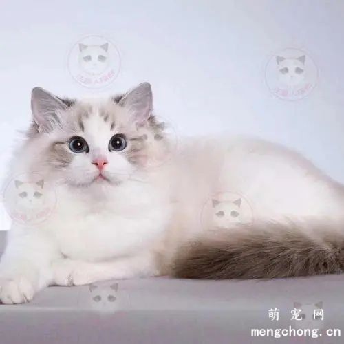 猫脱毛严重是缺什么营养，猫脱毛很严重是什么原因