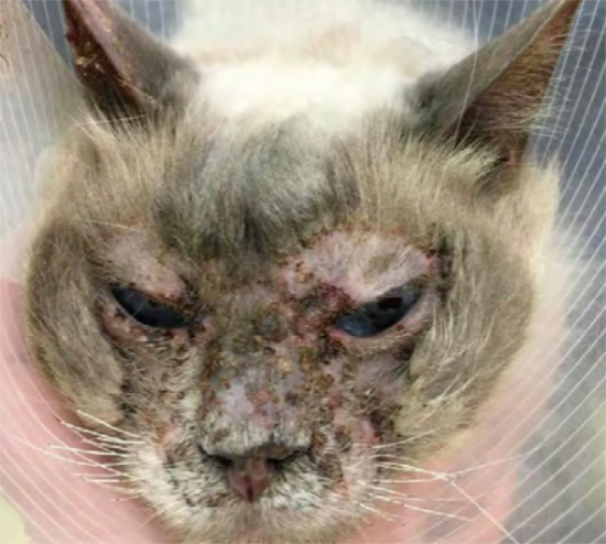 猫脱毛症，如何鉴别诊断？