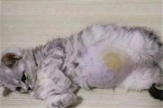 猫腹膜炎怎么治疗最好