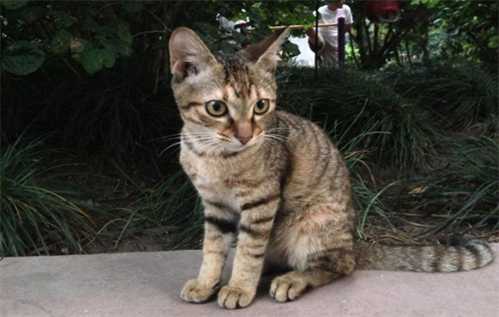 猫腹膜炎是什么