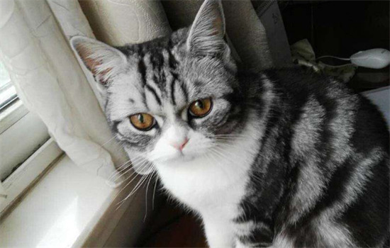 猫膀胱炎症状是什么 膀胱炎你要搞清楚原因才行