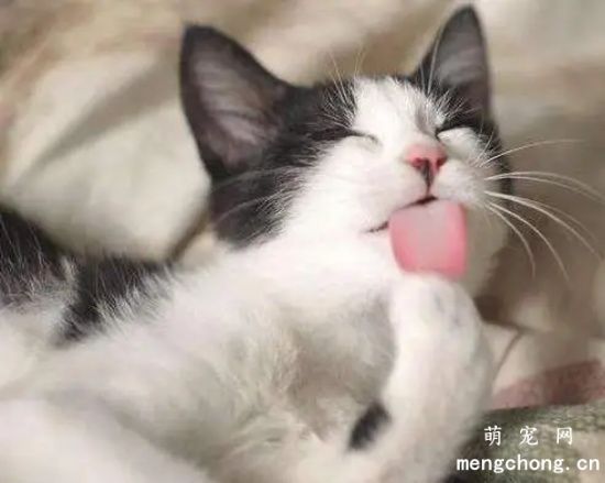 猫舔毛什么意思