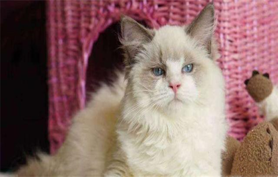 猫艾滋病症状 猫艾滋如何护理延长寿命
