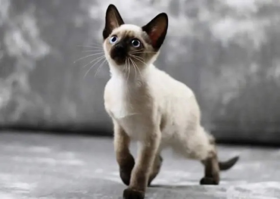 猫艾滋病的表现是什么?