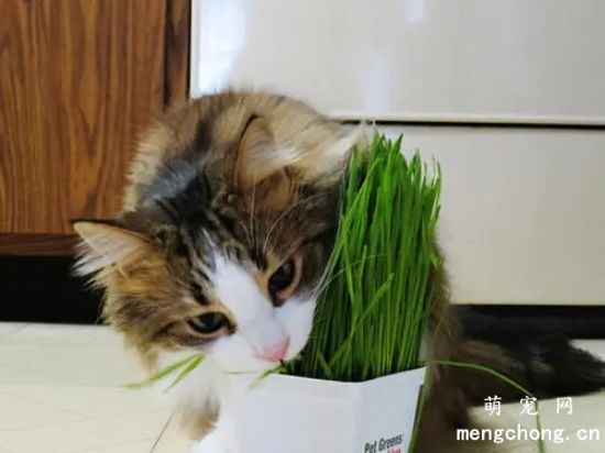 猫草几个月的猫可以吃