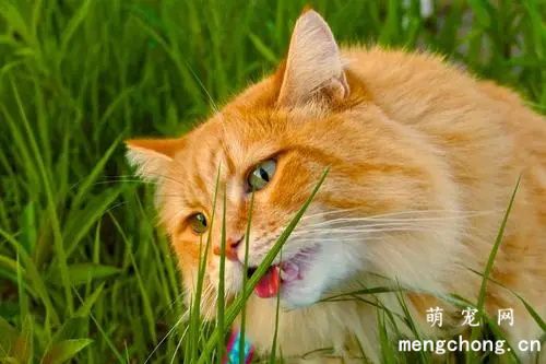 猫草吃太多会怎么样？