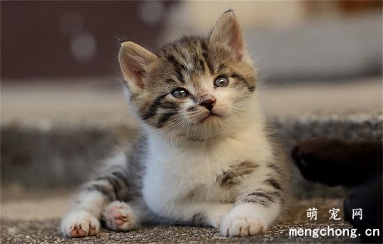 猫草是不是不能天天给猫吃