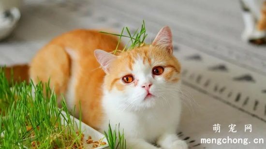 猫草科学的喂食方法技巧是什么？