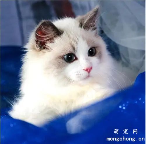 猫薄荷猫吸多少会致死