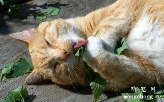 猫薄荷用多了猫会吐吗？
