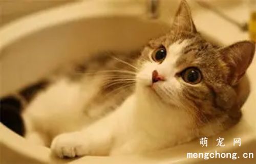 猫藓可以洗澡吗?