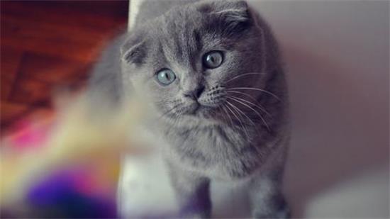 猫藓好治吗？如何预防猫藓？