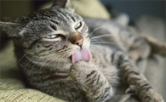 猫藓怎么治？