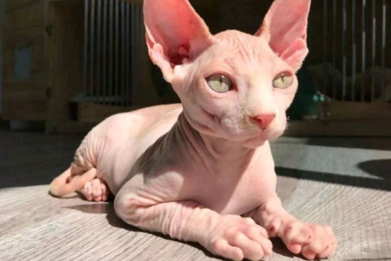 猫藓是什么 猫藓要如何治疗