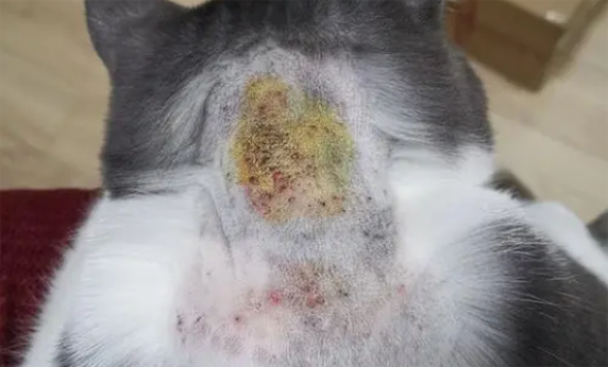猫藓用什么药