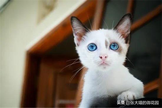 猫藓症状 猫得了猫藓症状