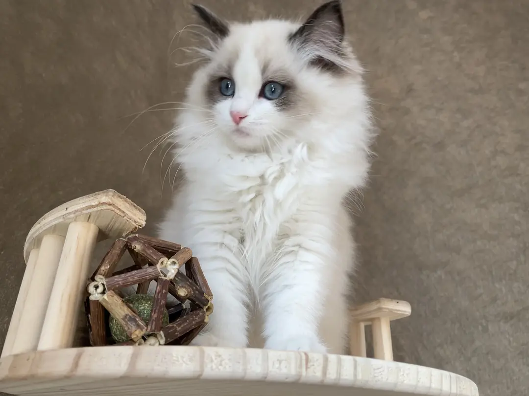 猫藓的症状