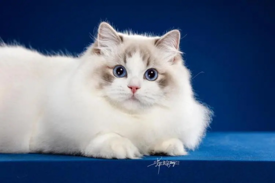 猫虱子怎么去除 你还不知道吗