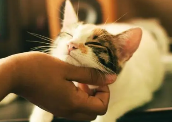 猫被打后记仇还能养吗