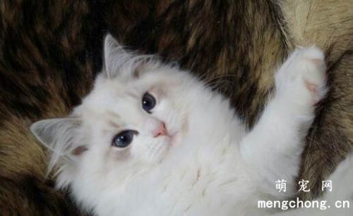 猫被暴打后会忘记吗