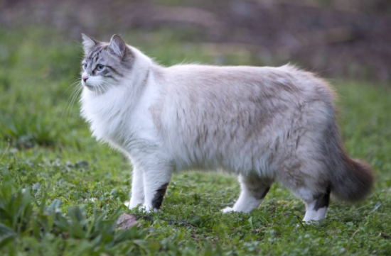 猫被烫伤怎么办 猫烫伤处理方法