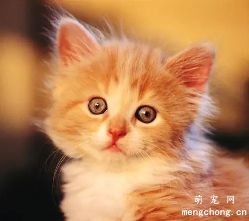猫被蜱虫咬了有什么症状？