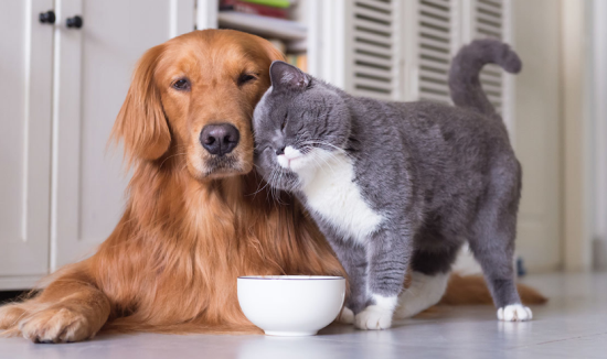 猫见到狗的时候是什么反应