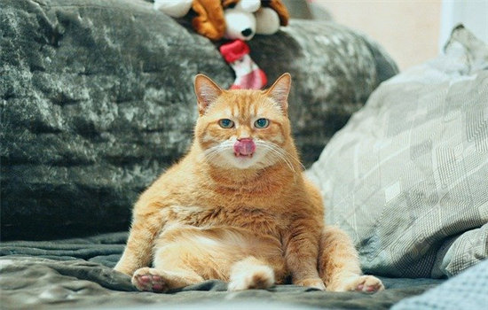 猫讨厌另一只猫的表现