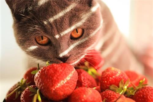 猫贫血吃什么