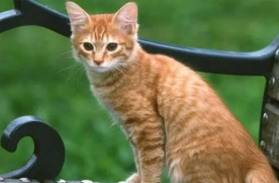 猫走了还会回来吗