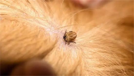 猫跳蚤到人身上怎么办