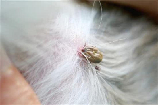 猫身上有跳蚤怎么去除
