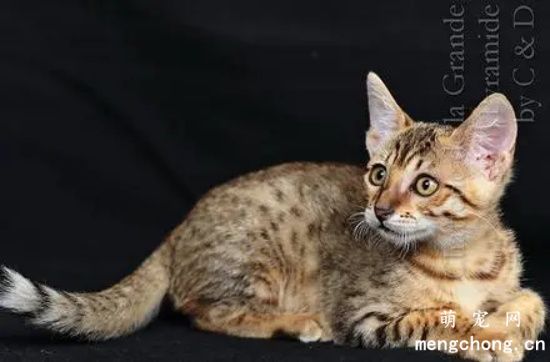 猫身上有结痂一样的东西是什么？