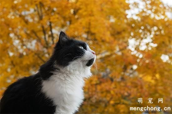猫躲床底下不出来怎么办