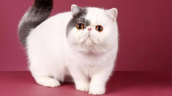 猫躺下来翻出肚皮是什么意思