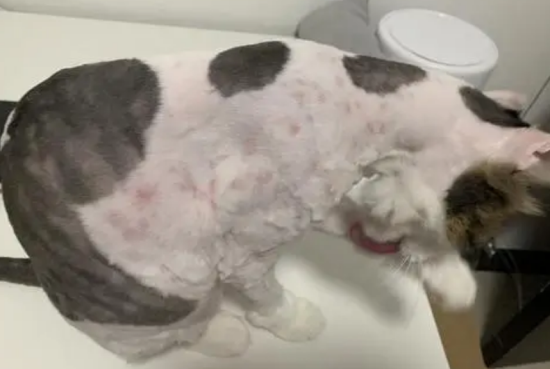 猫过敏的症状怎么消除
