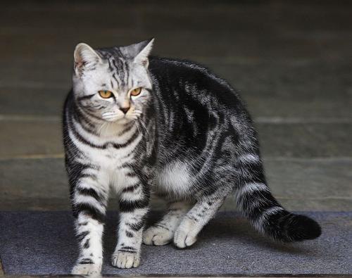 猫适合养在卧室吗?