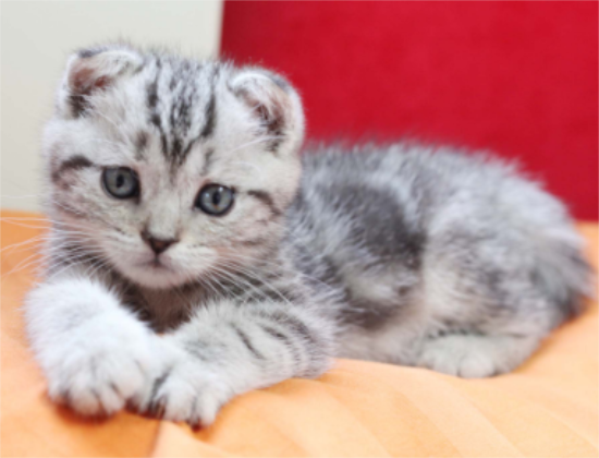 猫通常可以跳多高