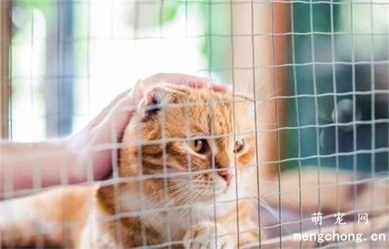 猫长期关笼子的危害？猫咪的日常护理应该怎么做？