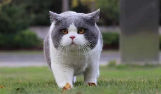 猫闻到自己的毛会发怒是怎么回事
