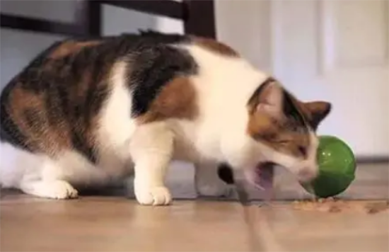 猫隔三差五的呕吐是什么原因