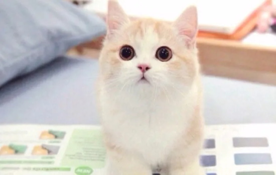 猫青光眼怎样治疗好 需要摘除眼球吗