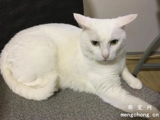 猫飞机耳是怎么回事？