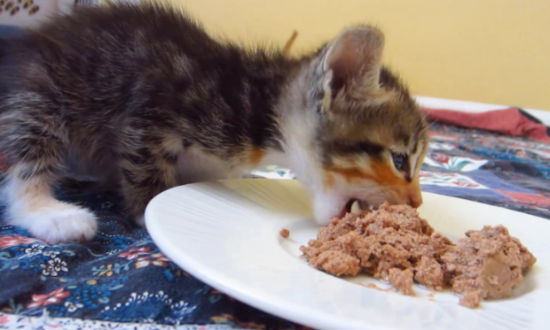 猫饭自制营养比例表