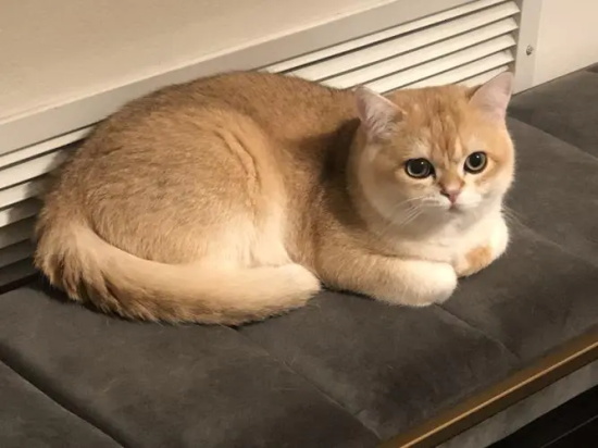 猫驱虫药种类有哪些 猫咪驱虫药种类汇总