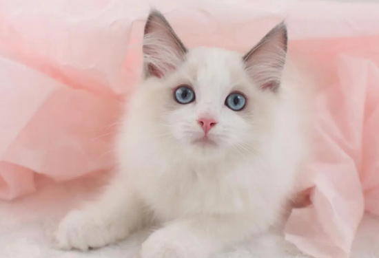 猫驱虫药种类有哪些?